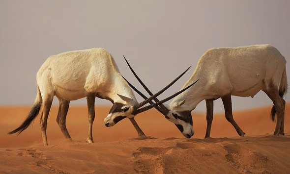 非洲牛科，物种繁多，来认识一下非洲大陆的各种羚羊吧