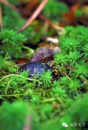 创造自然龟龟环境（翻译国外文章）