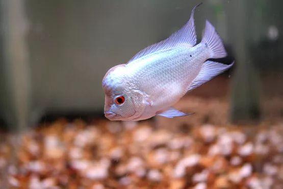 罗汉鱼苗是不是罗汉鱼,罗汉鱼苗需要什么样的水质