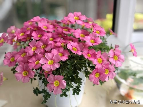 花园必备植物大全,花园常用植物科普