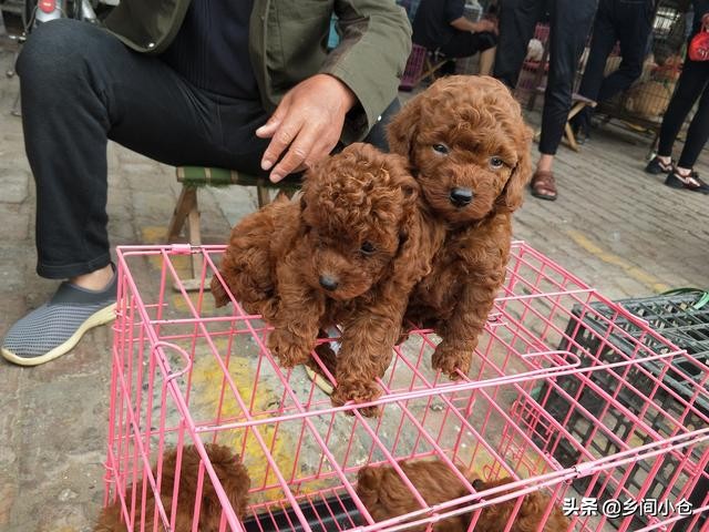 开封狗品种大全,开封狗市是中国最大的吗