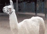 神兽羊驼吐口水,羊驼为什么吐口水表情包