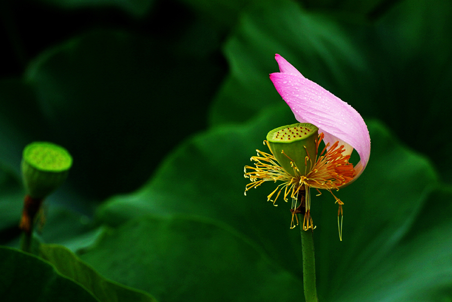 鹤城印象荷花图片,鹤城区看荷花