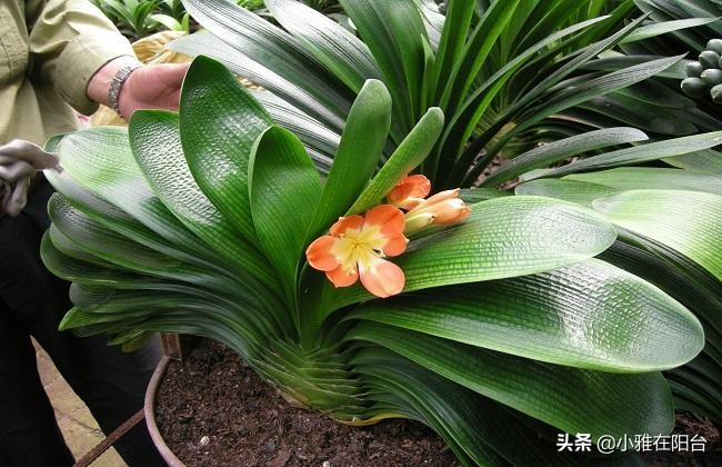 家庭君子兰开花期间怎么浇水施肥,君子兰开花期间怎么浇水加鸡蛋呢