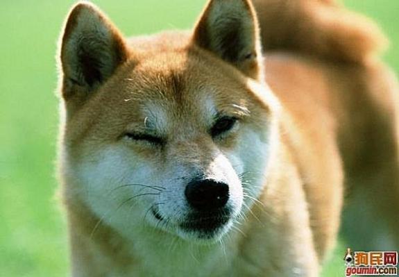 鐙楃嫍澶у叏鍙埍,鍙埍鐨勫皬鐙楃嫍閫佺粰鐖辩嫍浜哄＋