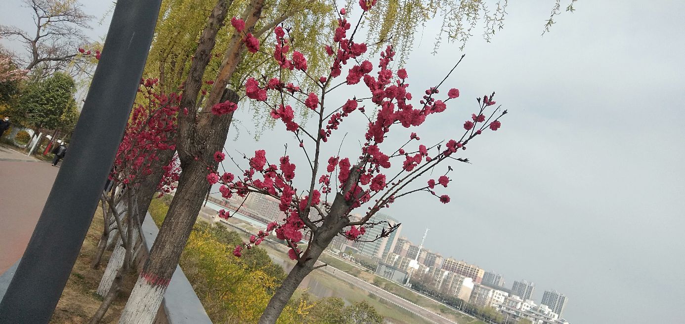 龙与虎说圣诞快乐,龙与虎作者访谈