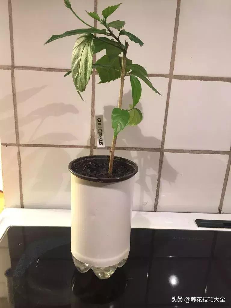 汽水瓶做花盆大全,用塑料瓶做花盆自动吸水