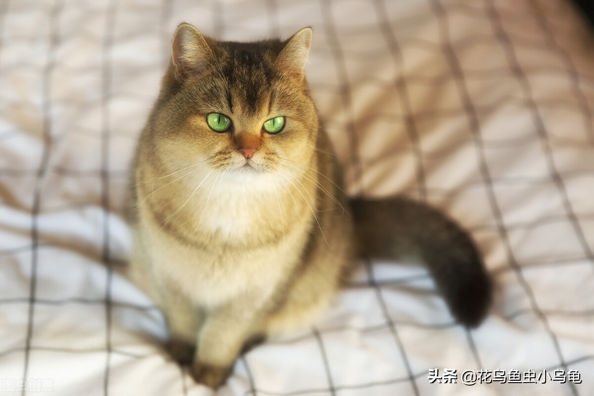 萌巢室内动物园有什么动物,室内游乐场适合养什么动物