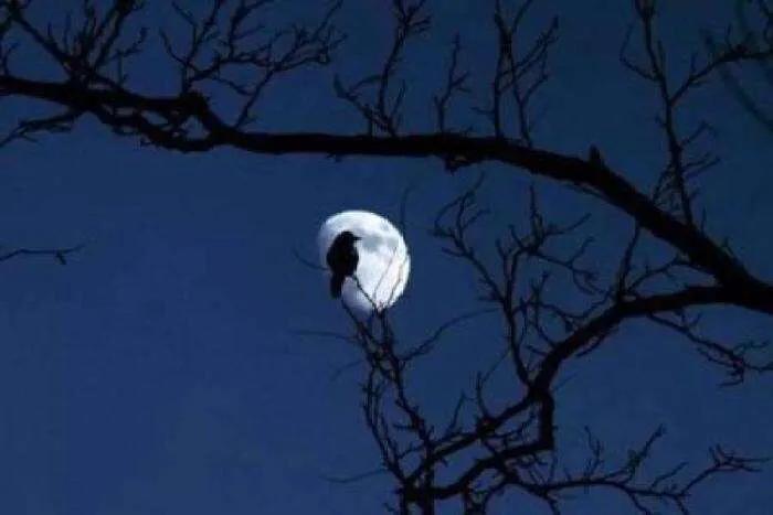 互文这种修辞手法有什么好处,互文是一种怎样的修辞手法