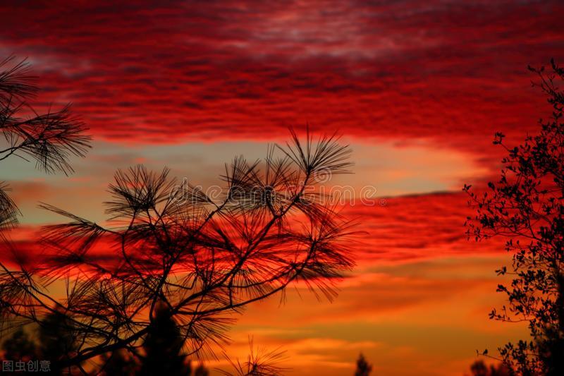 完达山1号老虎被偷猎,完达山东北虎袭击人视频