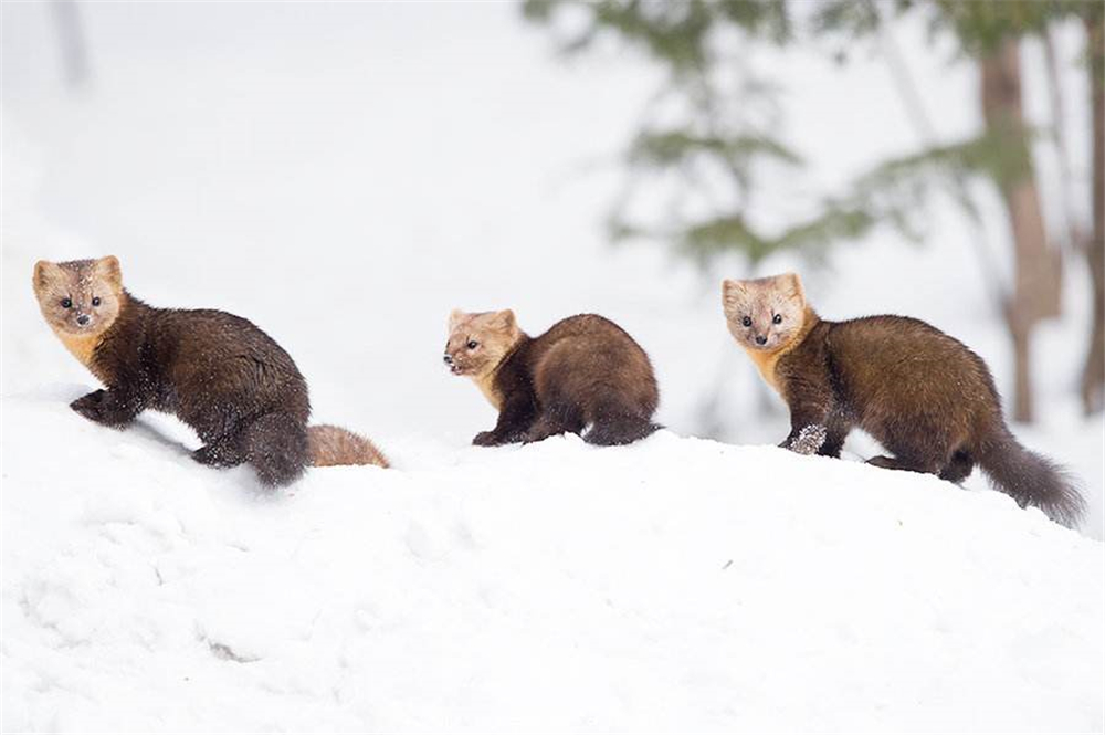 紫貂和紫貂宝宝,罕见紫貂现身长白山