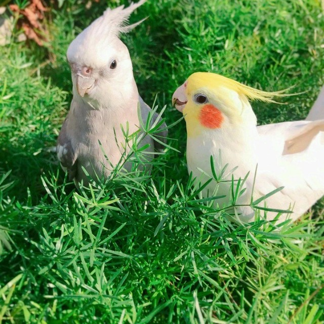 最常见的凤头鹦鹉,世界上最美丽的凤头鹦鹉