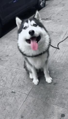 二哈碰到蜜蜂视频,被蜜蜂叮到二哈