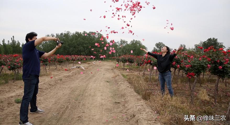 济南树状月季基地,济南藤本月季种植基地