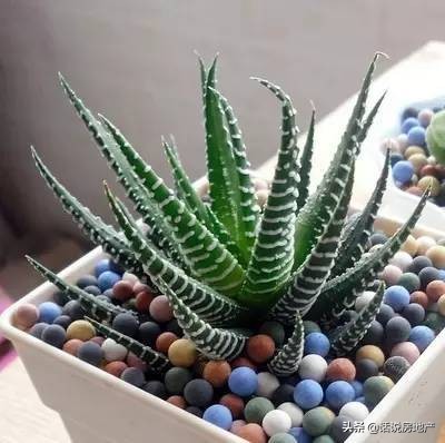 养好花六大关键十年养花经验总结,各种花卉养花技巧知识大全合集