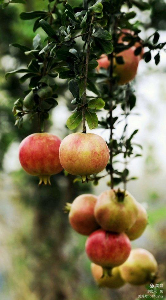 石榴一般几月份熟,石榴怎么判断熟了