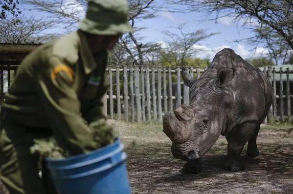 象牙、犀角、穿山甲，我们的欲望和拯救