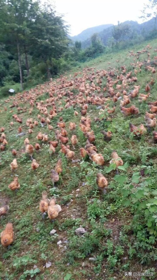 深山老林养鸡全过程,林下养鸡需要具备什么条件