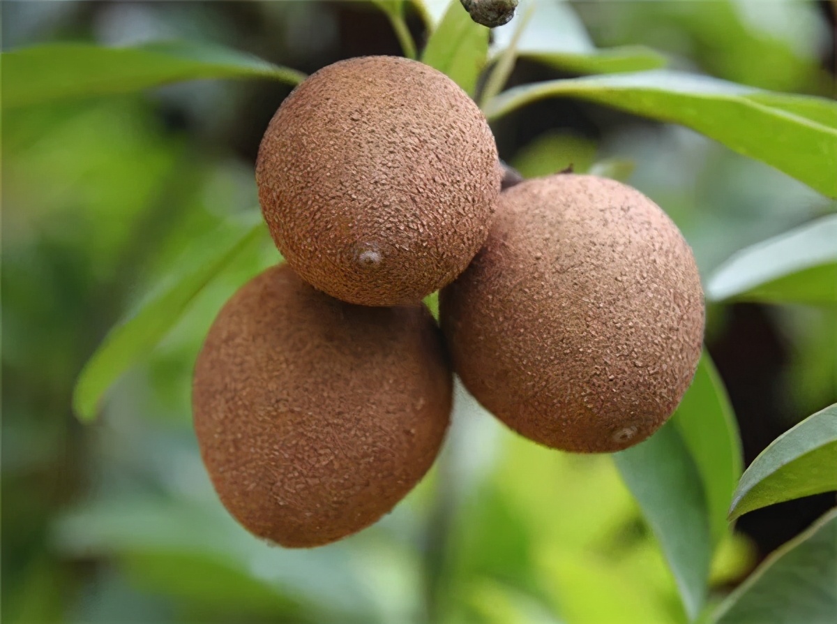 调研热带水果产业发展适宜区,国内外热带作物产业发展分析论文