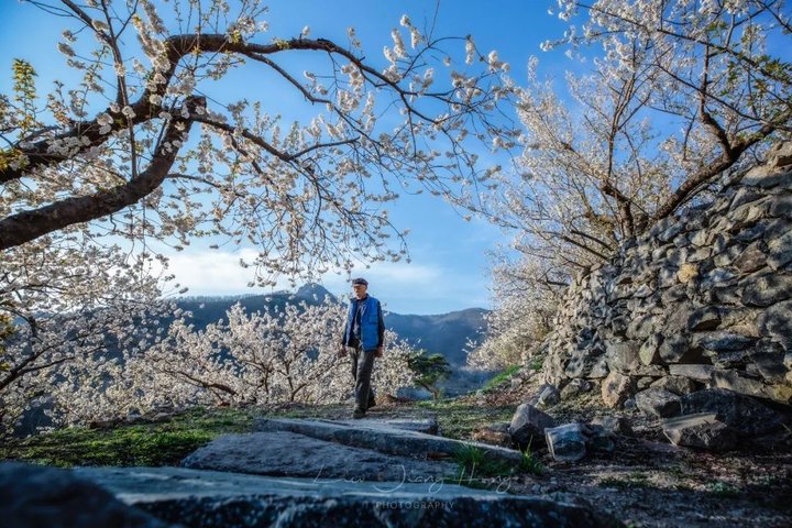 日照最美桃源,寻找最美春天日照惊艳全城