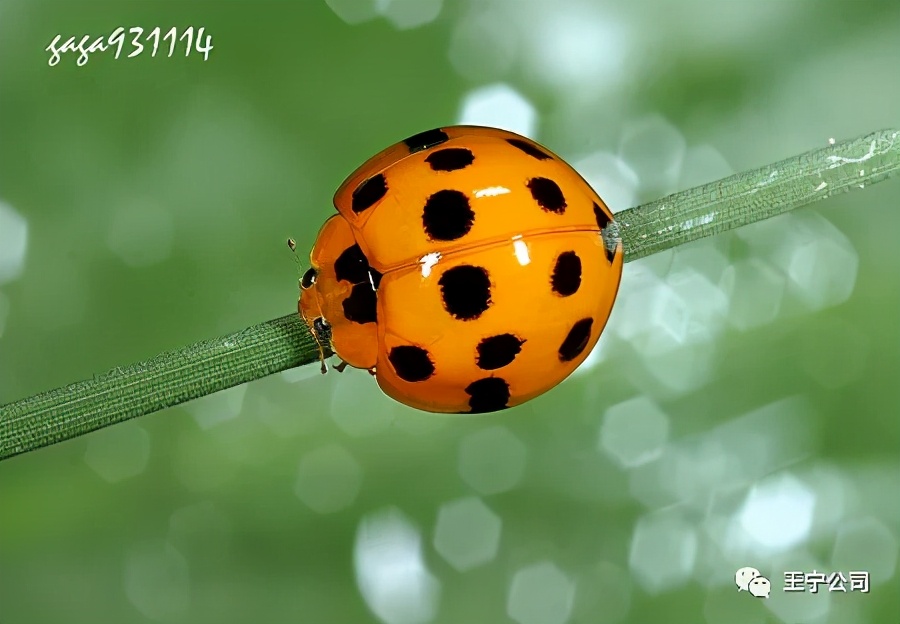 玉米上的虫害打什么药,玉米虫害防治口诀谚语