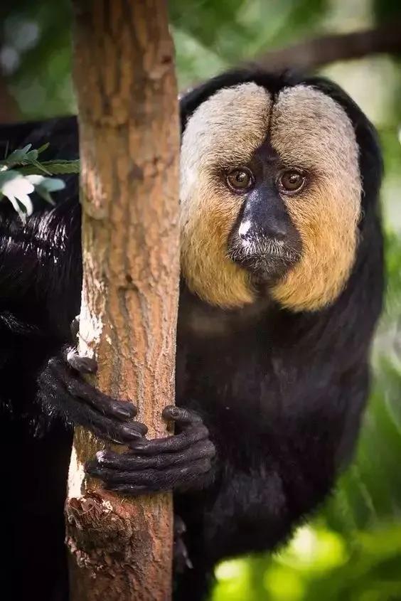 全世界总共有几种猴子,世界上最稀有的猴子是哪种猴子