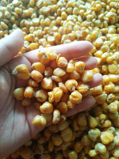 野钓大草鱼技术好钓到的鱼真不少,野钓大草鱼实用绝招