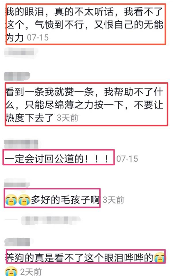 为金毛siry发声，希望所有毛孩子被温柔以待
