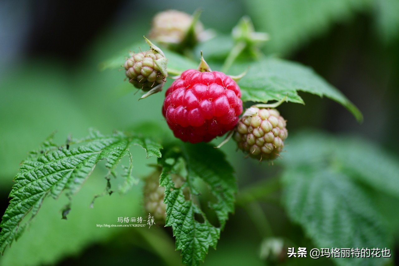 树莓在庭院怎么种植,树莓可在院子里种吗