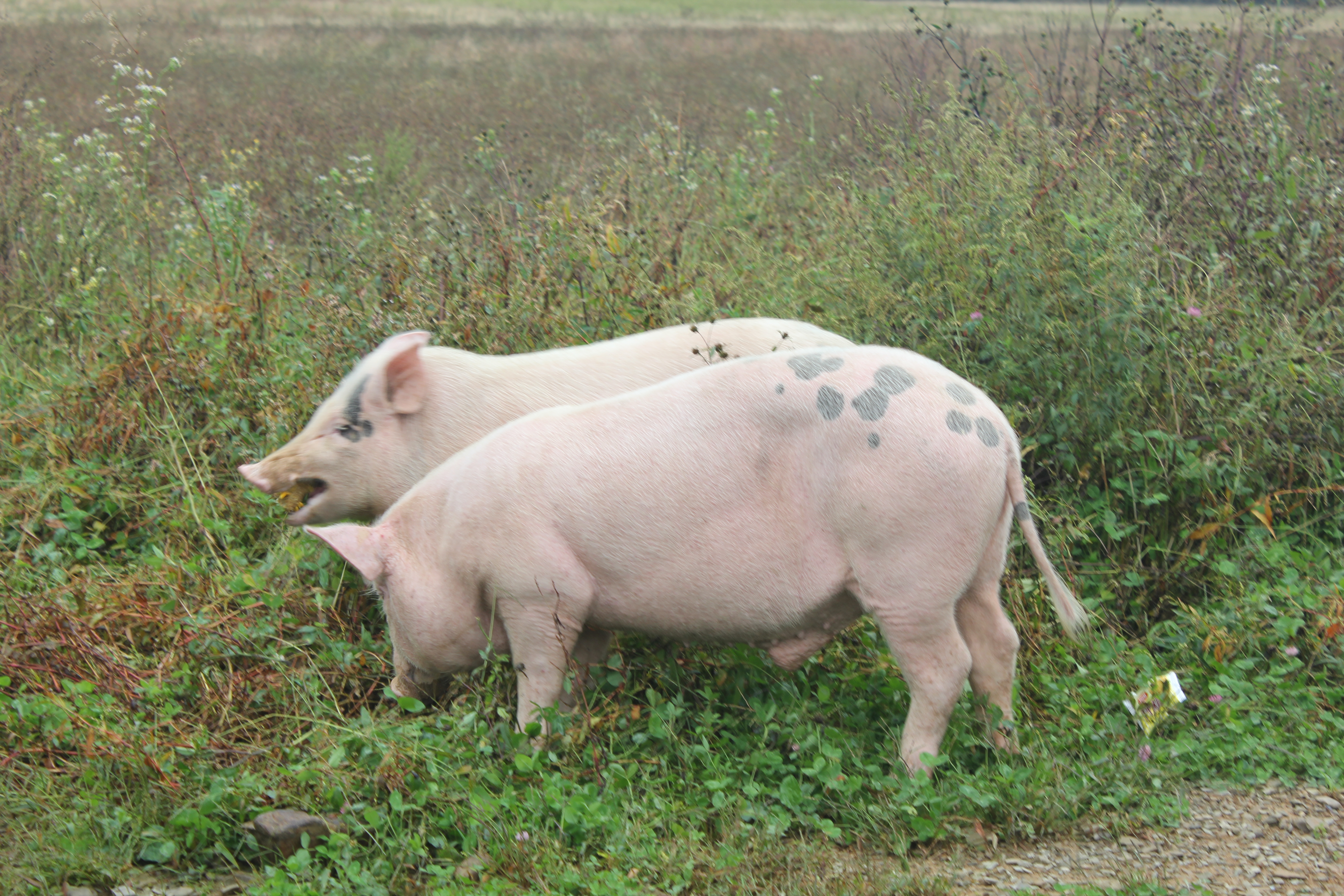 雨中神农架探秘之旅｜国庆节节武汉至神农架自驾游攻略分享