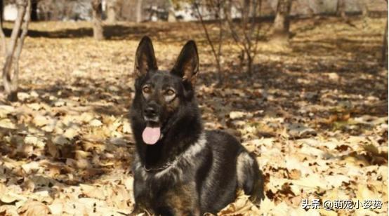 体型小好养不掉毛的中华田园犬,中华田园犬四眼铁包金长大什么样