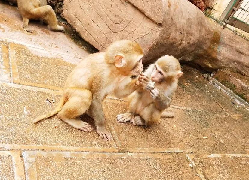 无法离昆，就地过年！昆明亲子游推荐路线重磅来袭！花样过牛年