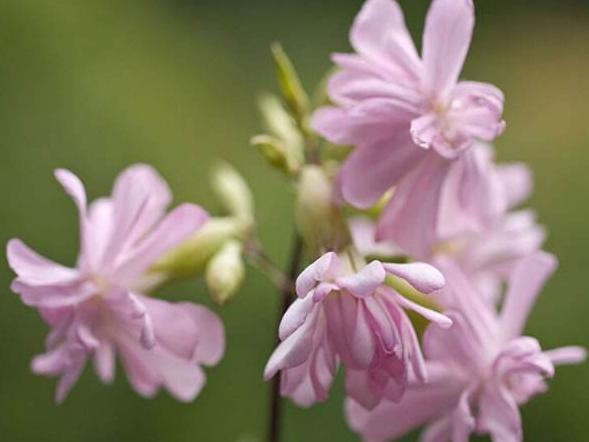 姐姐家门口一片杂草，人称“肥皂草”，可洗衣服、当药材，价值高