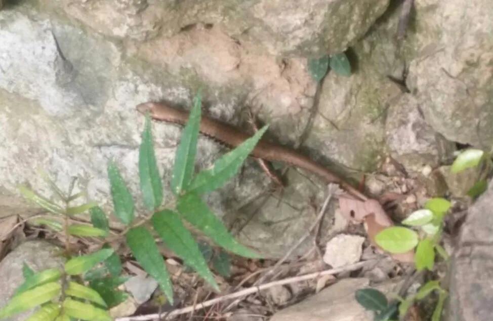 20年前农村很多，一到夏天就出没，小时候经常抓来玩，还会断尾巴