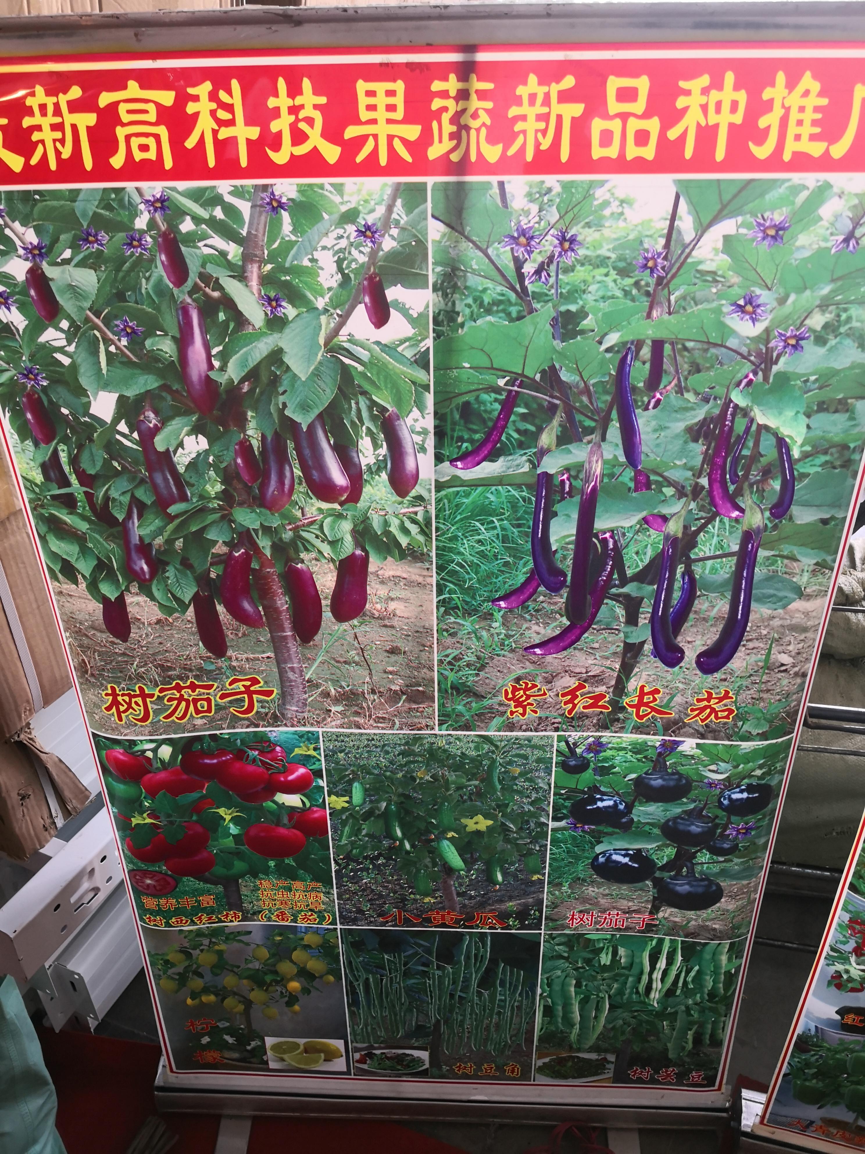 啥时候培育出了能结西瓜的树？我竟然差点就信了