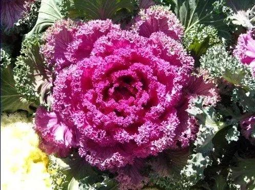 叶牡丹羽衣甘蓝,多头叶牡丹羽衣甘蓝