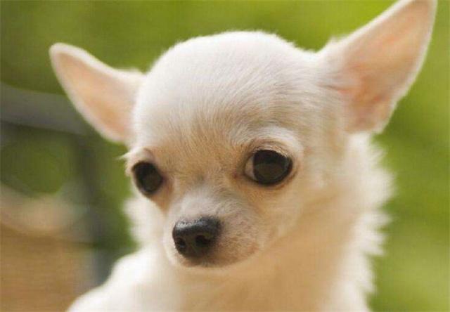 吉娃娃最大的缺点和优点,墨西哥吉娃娃的弱点