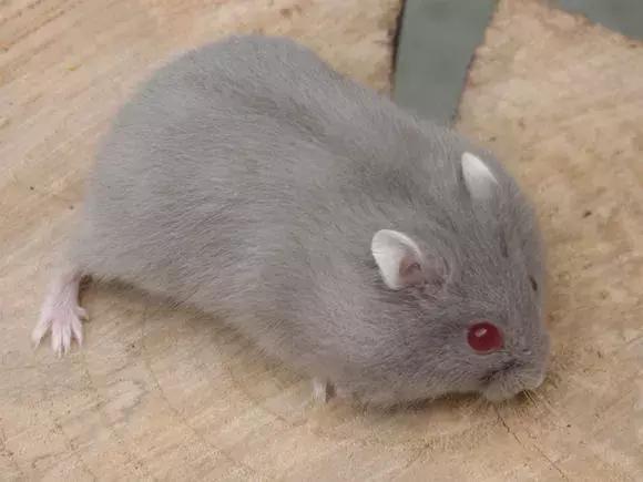 坎贝尔仓鼠和加卡利亚仓鼠,仓鼠生育的小仓鼠种类