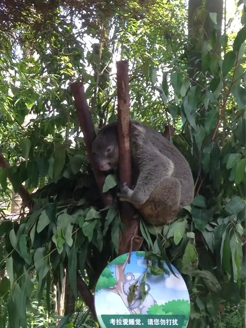 广州长隆野生动物世界游记300字,广州长隆野生动物园游记