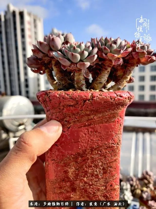 广东春天多肉图片大全,这个季节的多肉状态是最美的