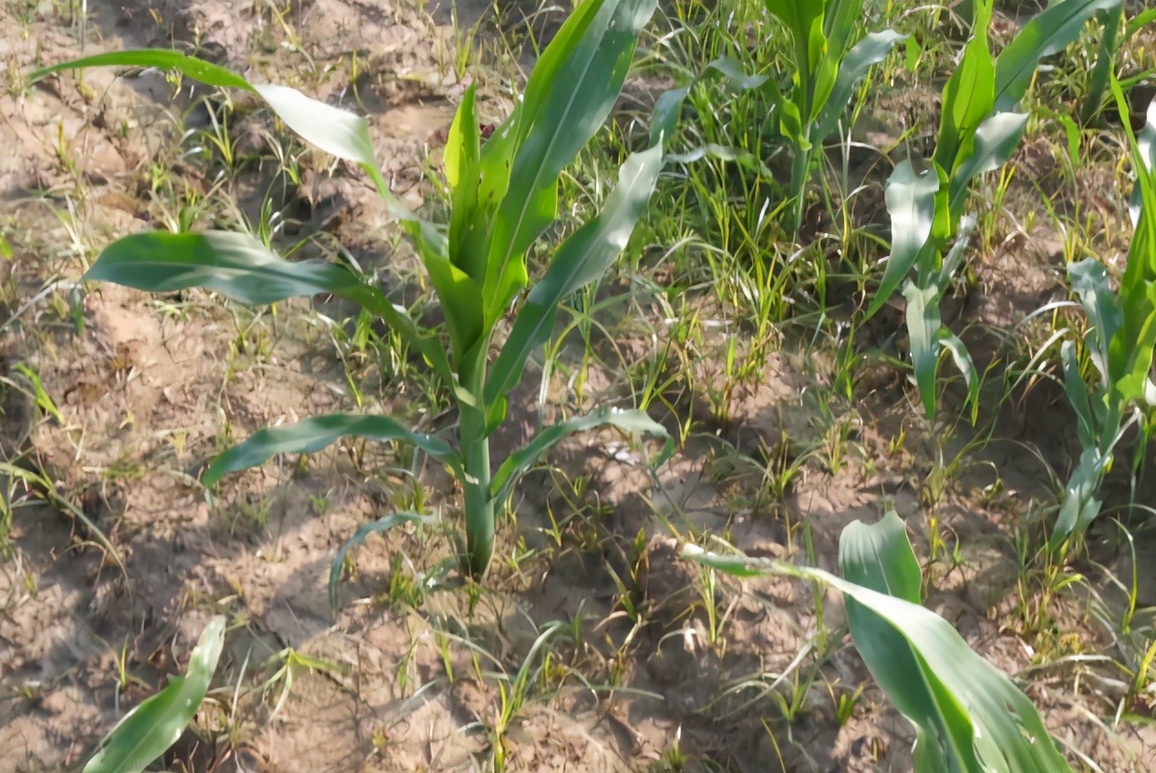 掌握好技巧，玉米喷施叶面肥很简单，省工又增产