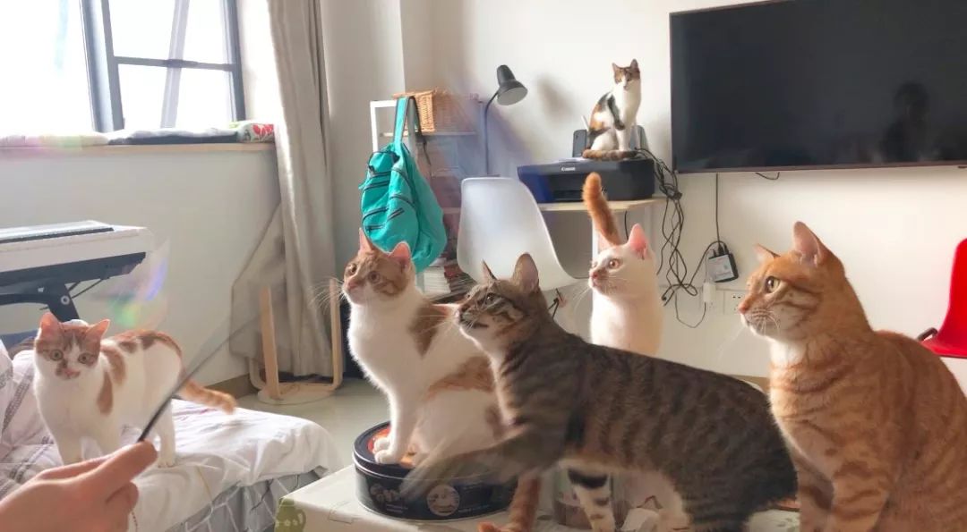 如何给猫咪做驱虫,如何给猫咪做正确的驱虫