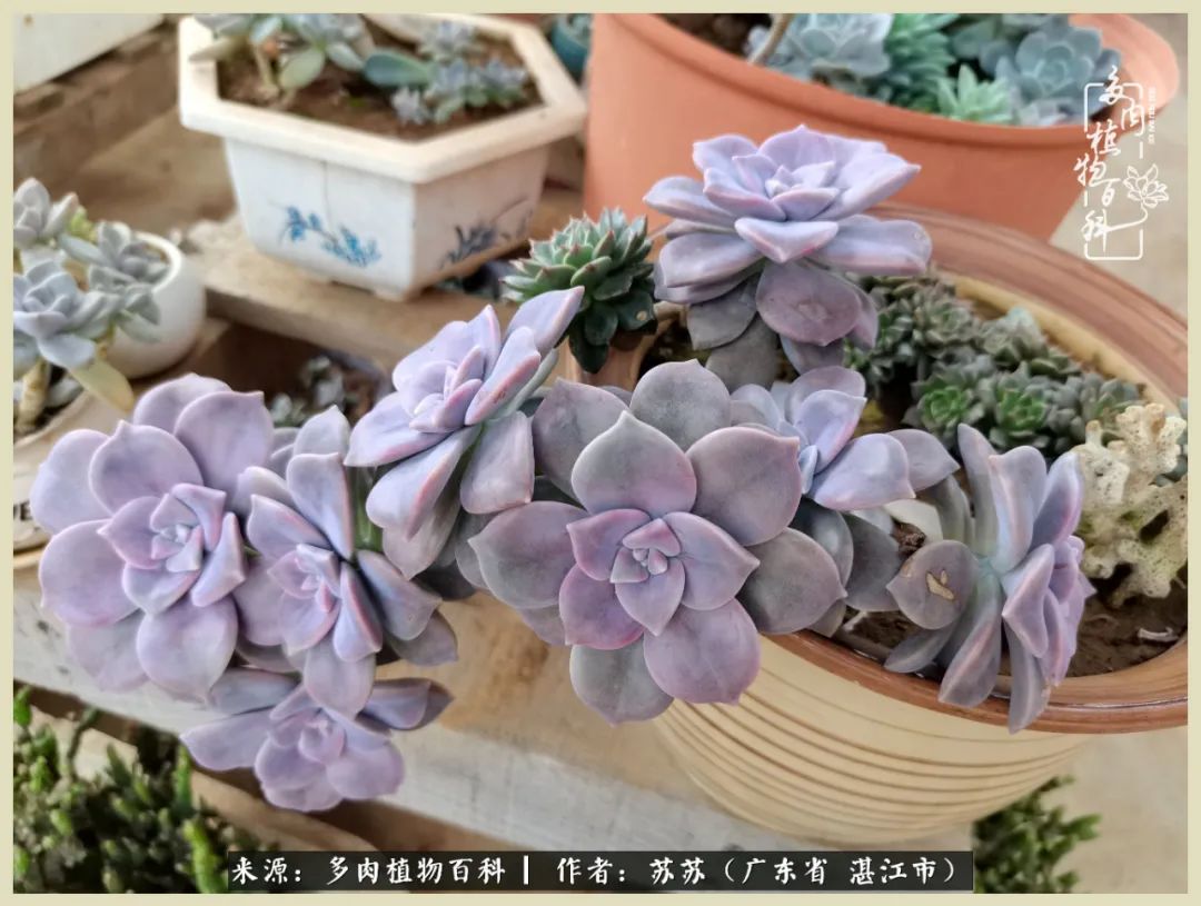 不要辜负与多肉的美好时光,多肉可以给人岁月静好的感觉