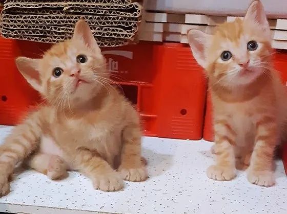 养猫后儿子鼻过敏，妈妈心生一计：不如你搬出去住吧！