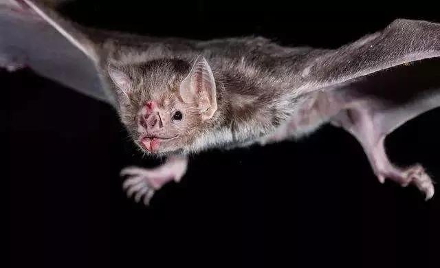 蝙蝠给人类敲响的警钟,蝙蝠对人类有帮助和贡献