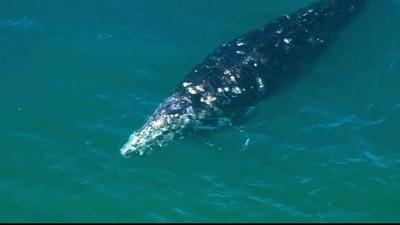 老虎公开赛第二轮,老虎备战美国公开赛