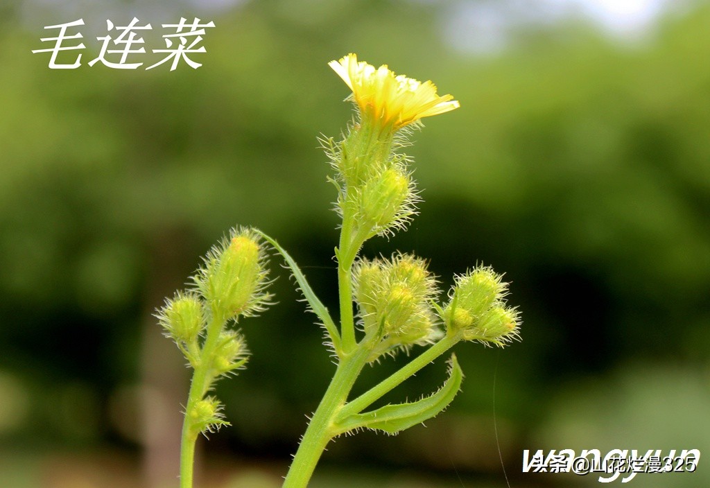 野生菊苣的辨认与图片,野菜苦菜识别方法