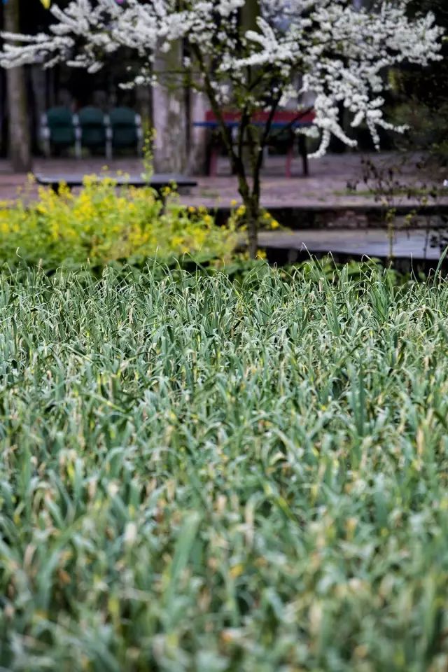 鍐滄潙钂滆柟鐐掕倝,鍐滃钂滆柟鐐掕倝