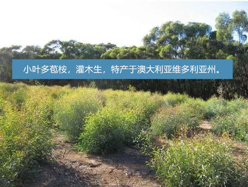 牛蛙腹水怎么杀,牛蛙烂尾病怎么治
