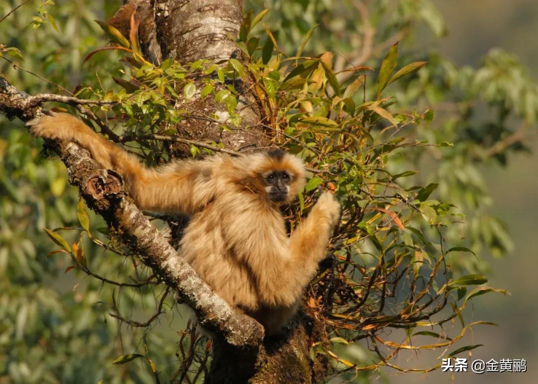 为什么云南女人长相好看,云南真的很漂亮吗